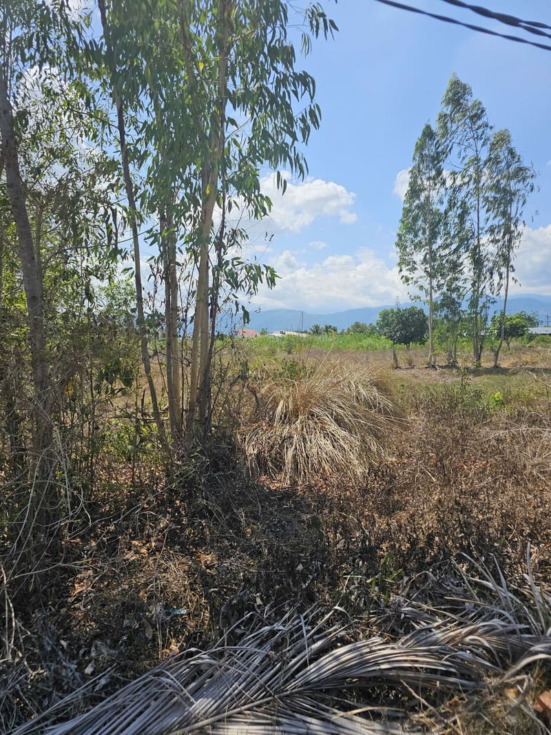 TS915_Bán đất tại Ninh Sim, Ninh Hòa, Khánh Hòa — ảnh 4 trên 5