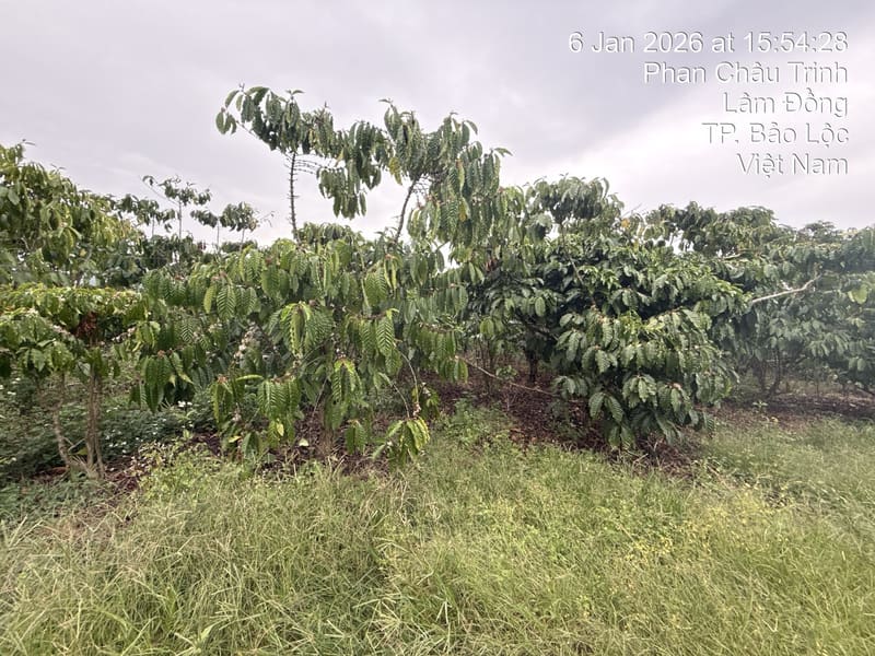 TS642_Bán đất tại Thành phố Bảo Lộc, Lâm Đồng — ảnh 3 trên 4