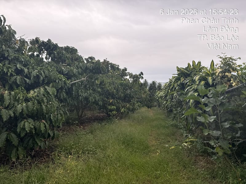 TS642_Bán đất tại Thành phố Bảo Lộc, Lâm Đồng — ảnh 2 trên 4