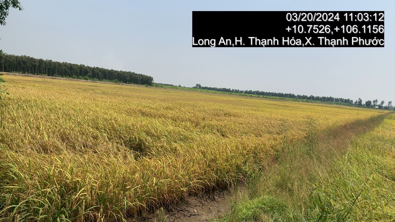 319-Bán tài sản tại ấp Ông Quới, Xã Thạnh Phú, huyện Thạnh Hóa, tỉnh Long An