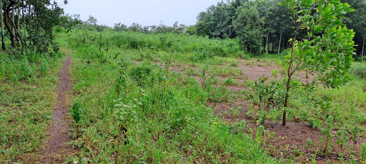 628-Bán đất trồng lúa tại Bình Phước