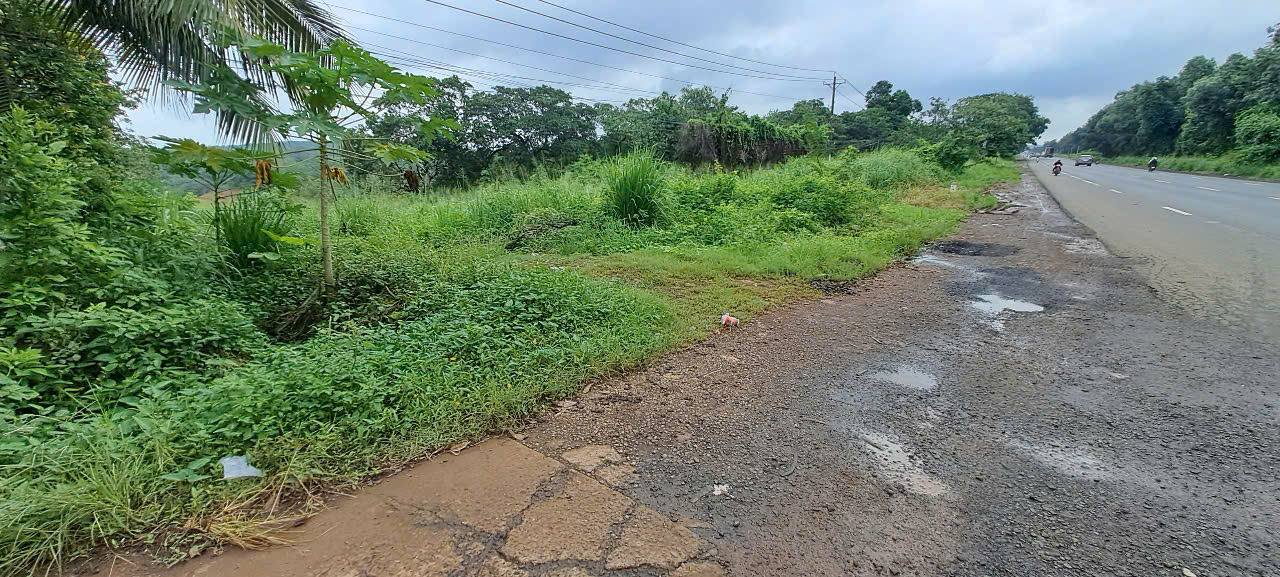 629-Bán đất trồng cây lâu năm tại Bình Phước